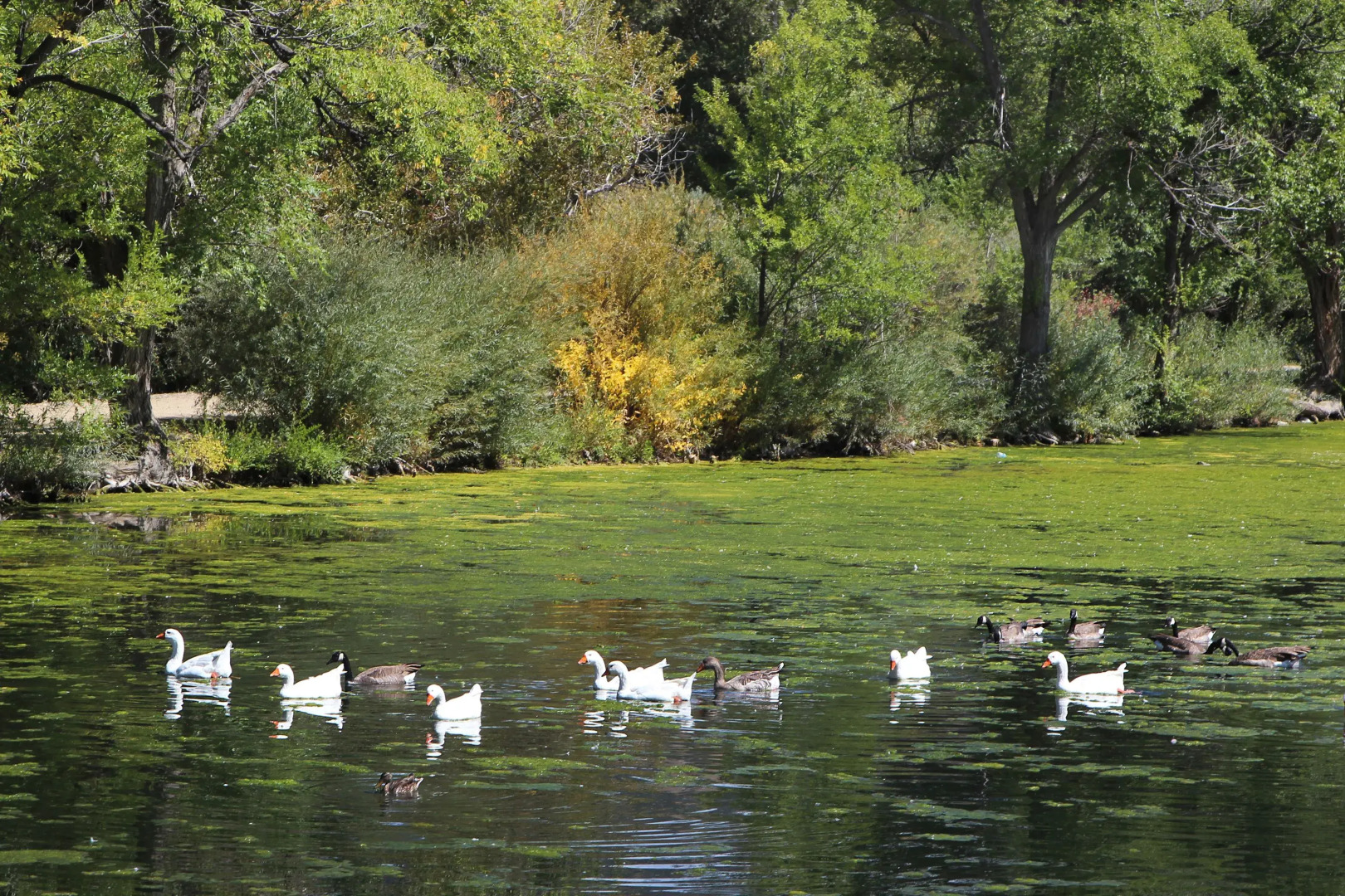 Salida Inn & Monarch Suites