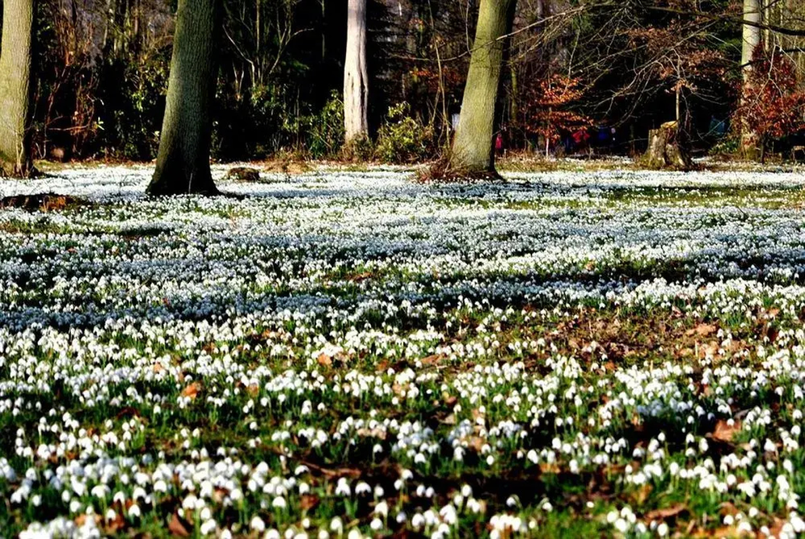 Hodsock Priory
