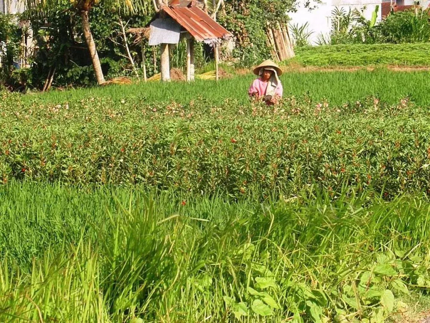 Kirana Homestay