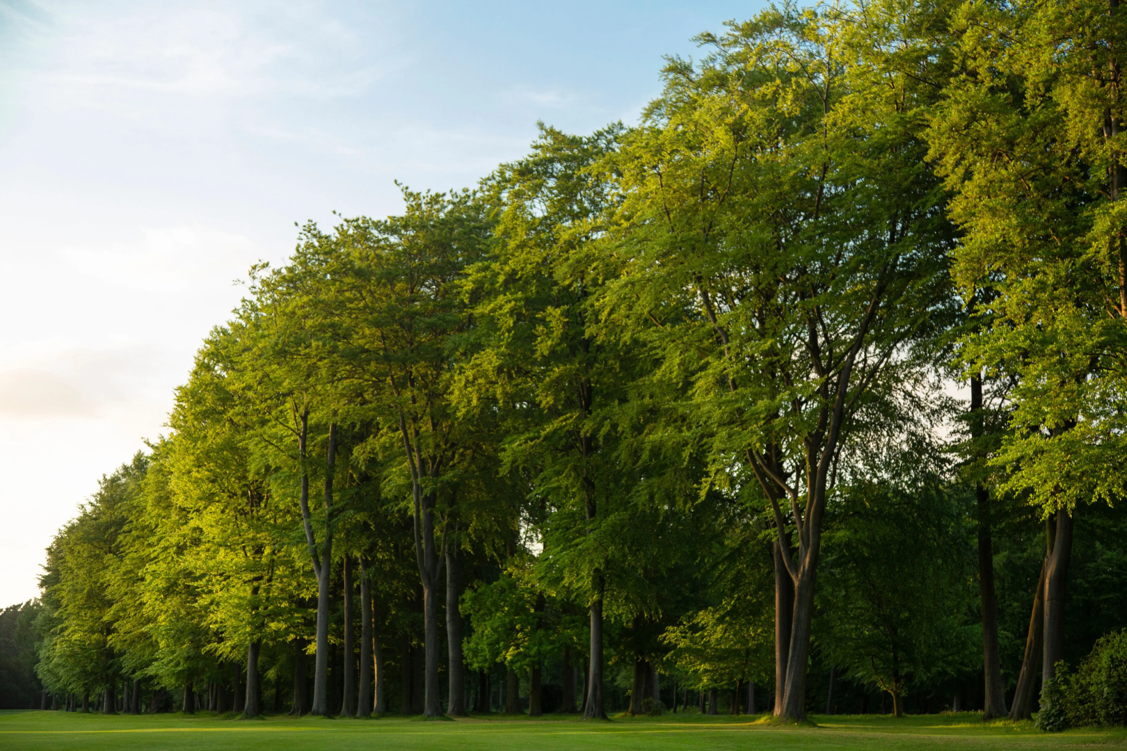 Forest Pines Spa & Golf Resort