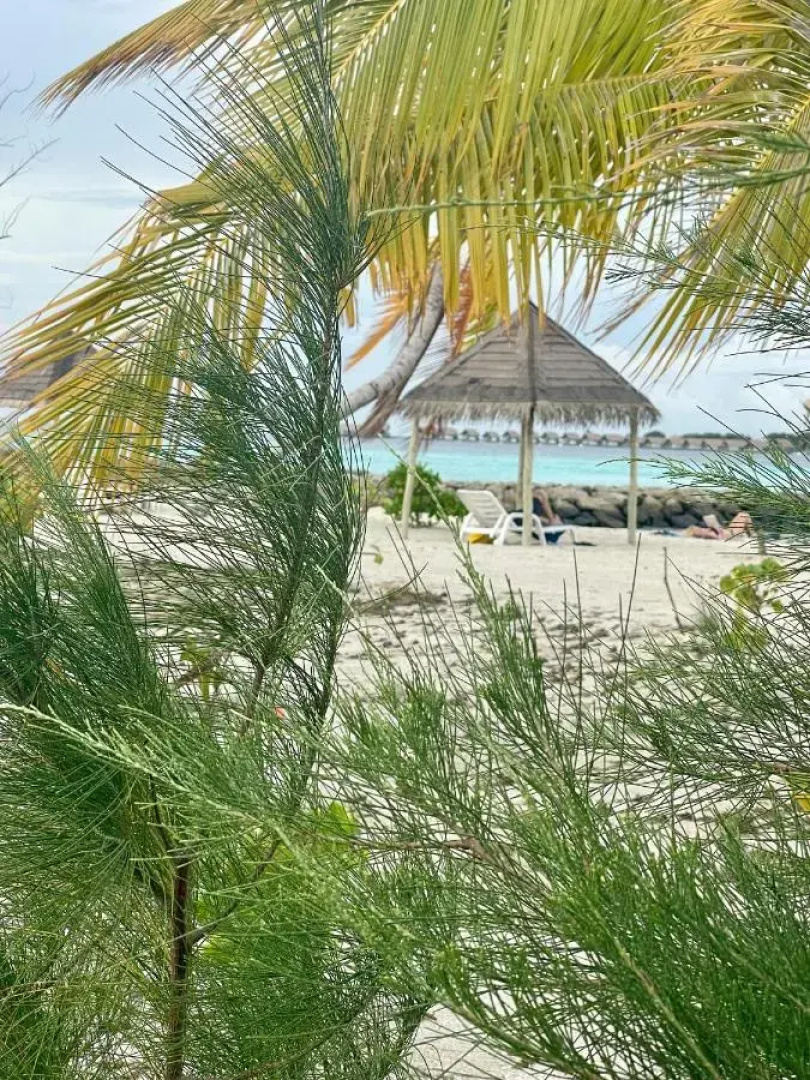 Отель La Isla Tropica