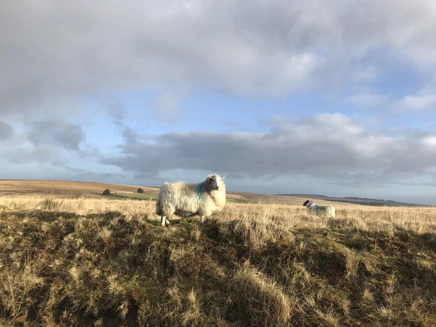 Tŷ Mawr Country Hotel