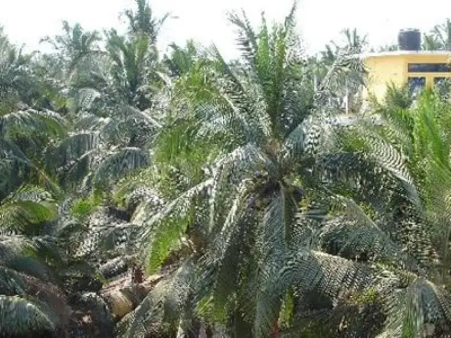 Gaffino's Beach Resort