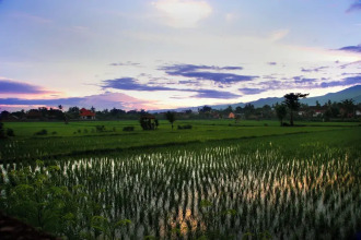 Puri Bagus Lovina