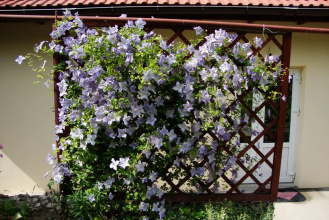 Guest House Meraba, фото 26
