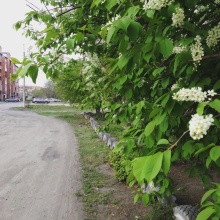 Колибри, фото 76