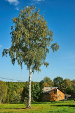 Отель Загородный Марциальные Ключи, фото 68