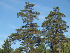 База отдыха Прибрежный, фото 35