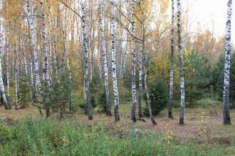 Загородный клуб Владимир, фото 44