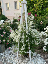 Отель Белая Ива, фото 99
