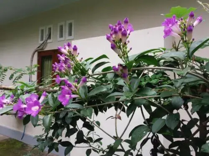Shalom Homestay