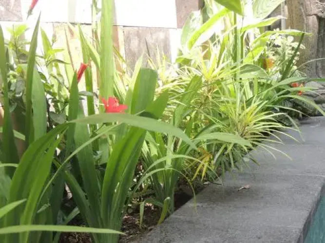 Natha Ubud Villa