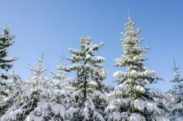 Rajska Jahorina
