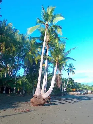 Casa Celeste Del Golfo Dulce