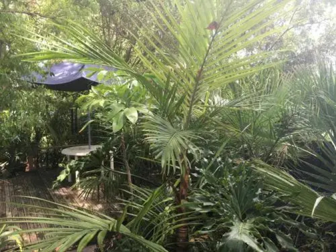 Kentia Palms