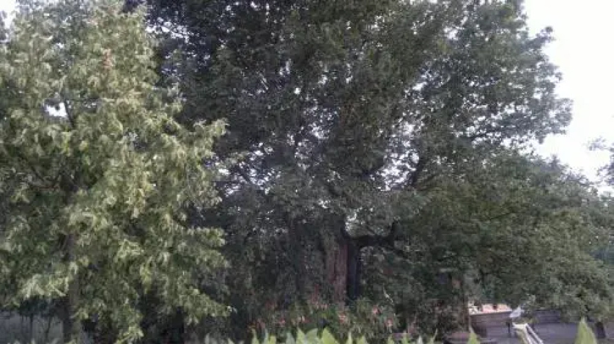 La Vecchia Quercia