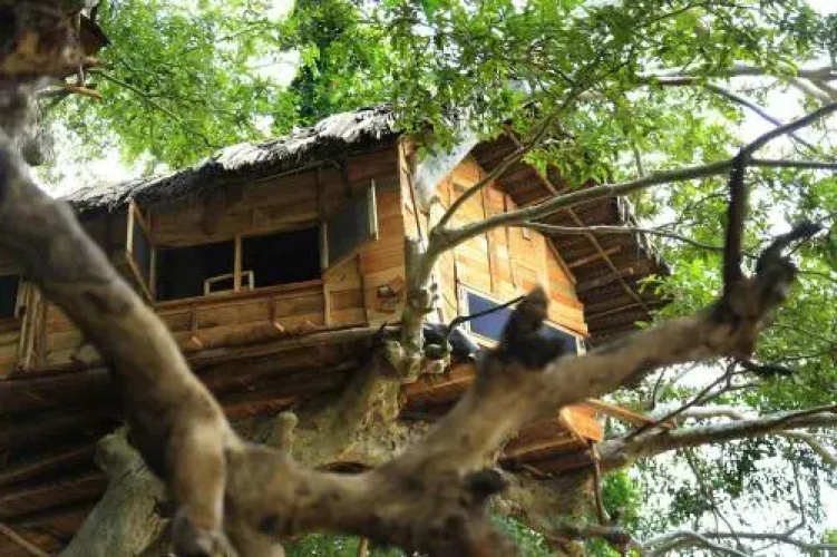 Kumbuk Tree House