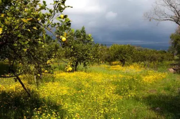 Il Melograno