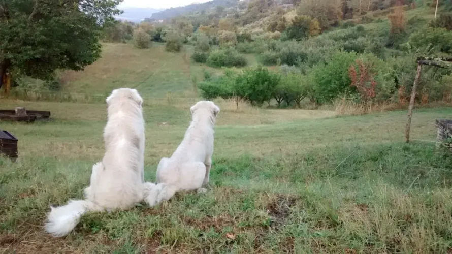Agriturismo Monterone