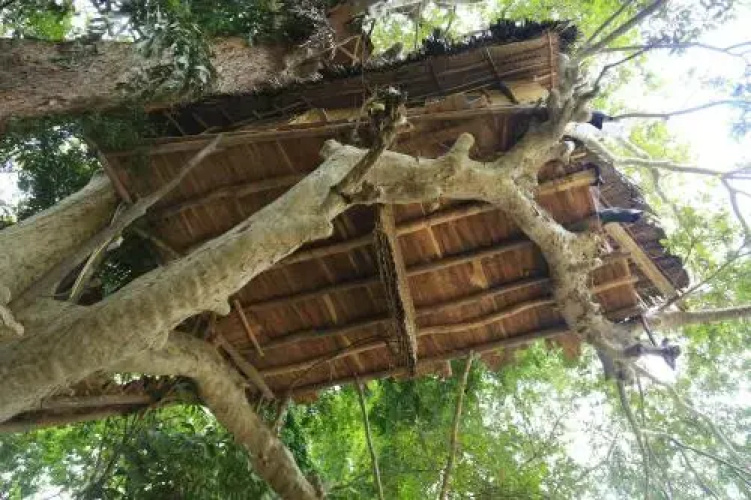 Kumbuk Tree House