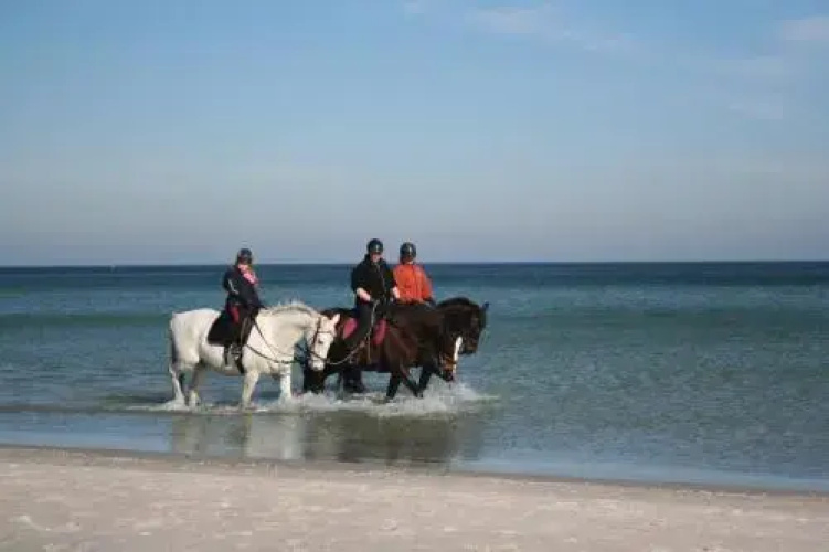 Ferienwohnung Ostseestrand Zingst