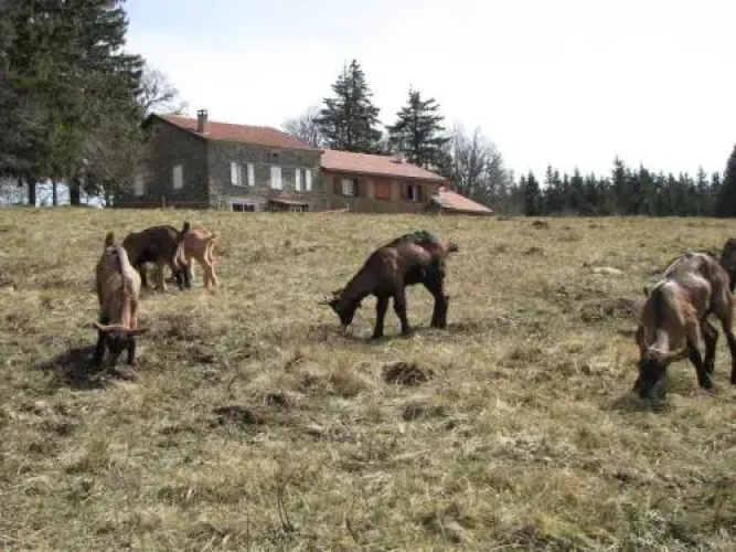 Gite du Domaine du Mas du Taillet