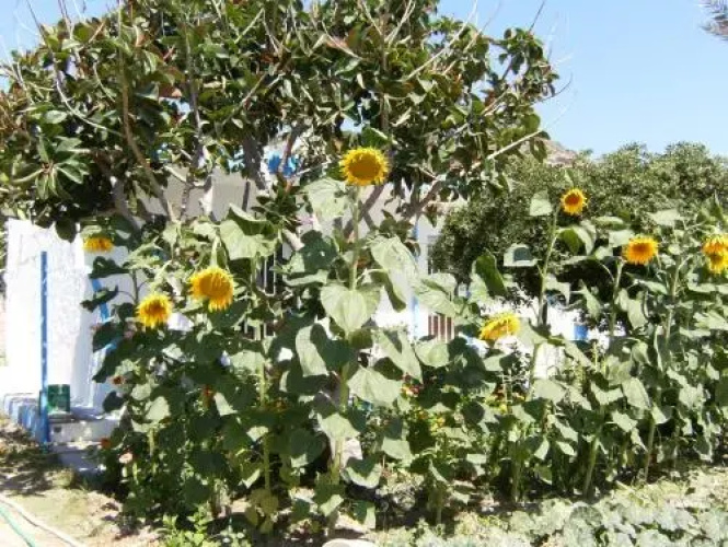 Eleni Studios