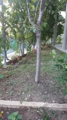 Apartments Vlahovic