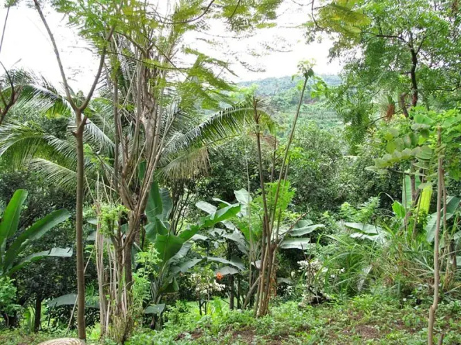 Kubu Aji Banjar Hotel