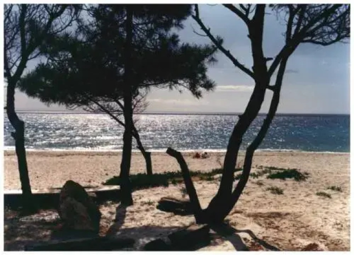Avidanella