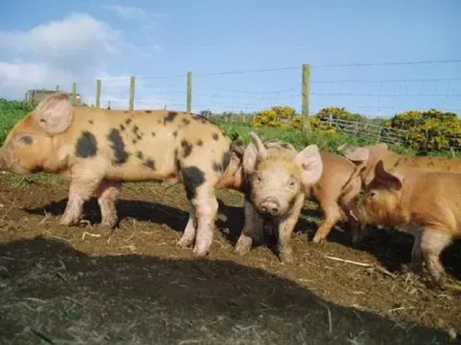 Caerhys B&B