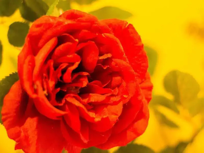 Rose Country