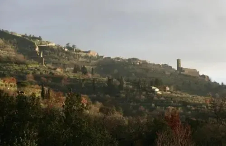 Antica Quercia Verde