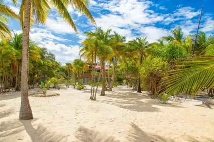 Wild Orchid Belize