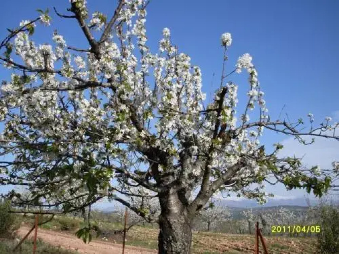 Casa Rural Amelia