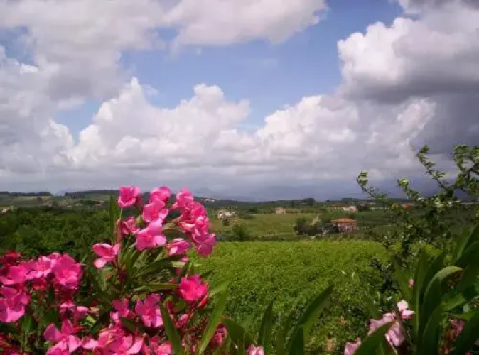 Le Vigne di Montecarlo