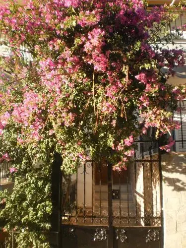 Zavrakli