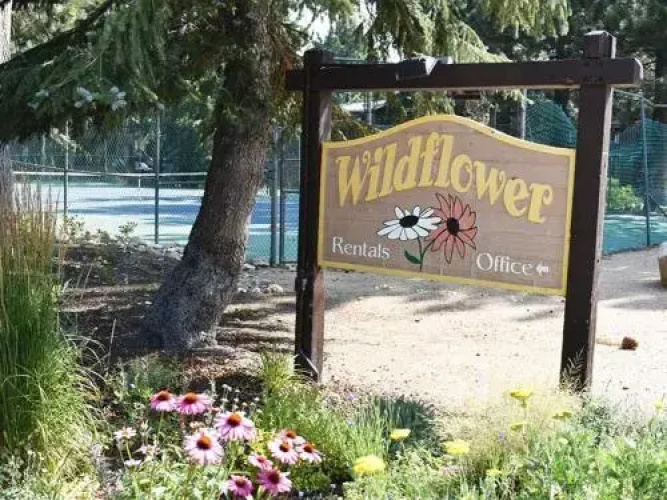 Wildflower 14