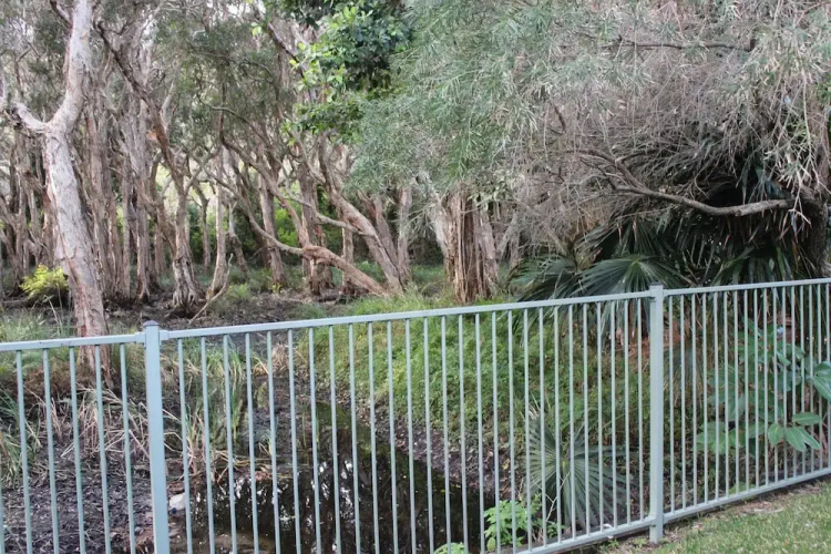 3 Melaleuca