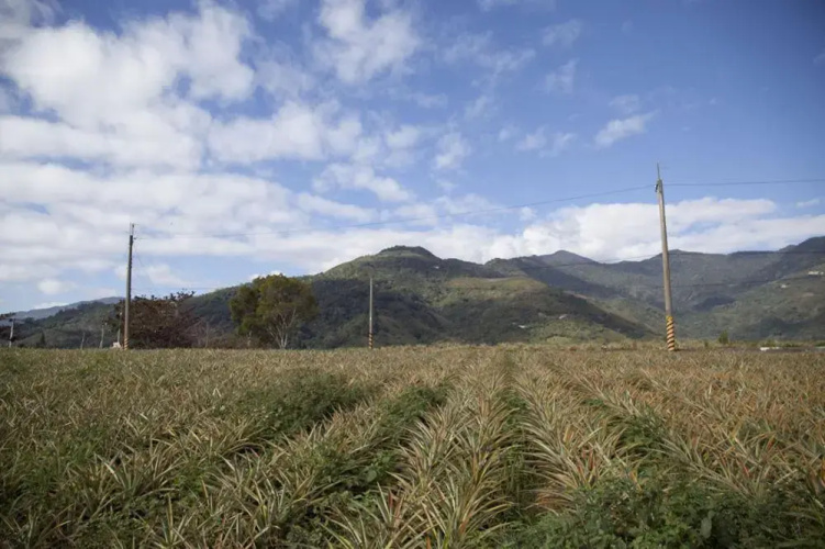 Yongan Tea Garden