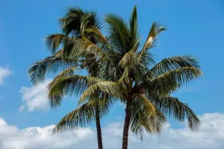 Maui Parkshore 316 - 2 Br Condo