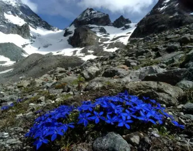 Le Chamois