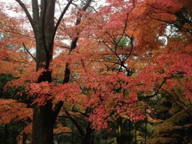 Gion Morisyo