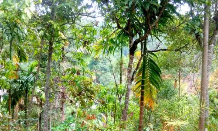 Aroma Heaven Homestay