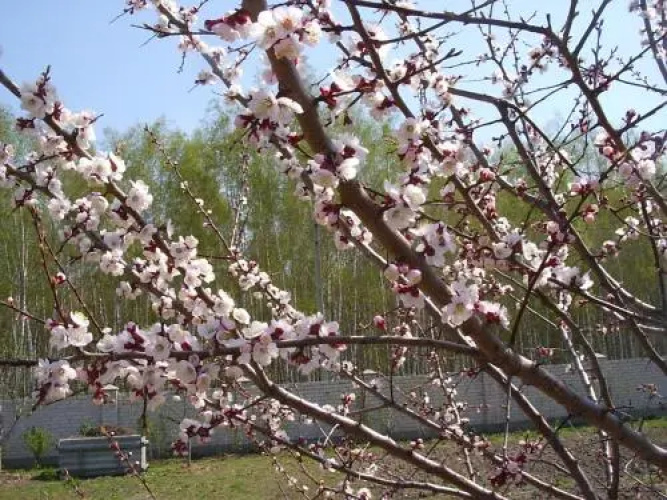 Homestay Polotskaya