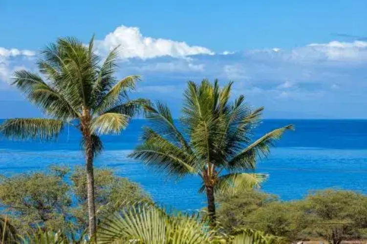 Maui Kamaole #G-210