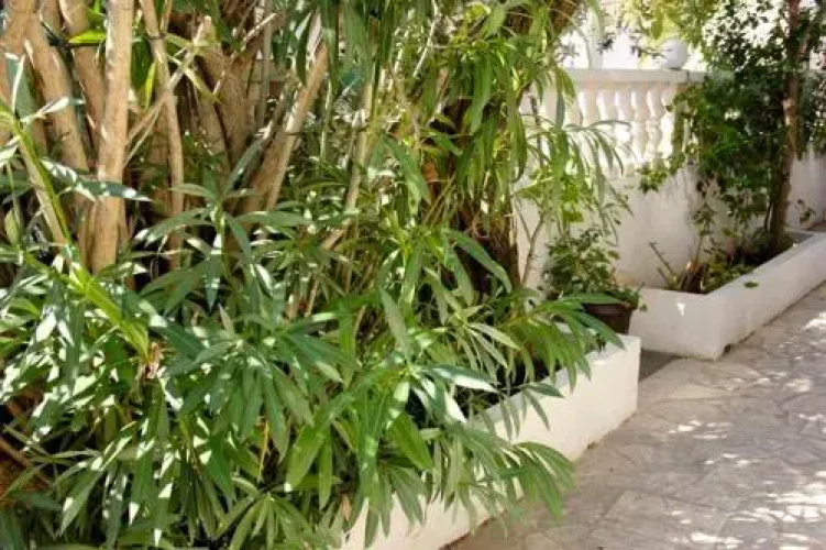 Apartments Jasmin
