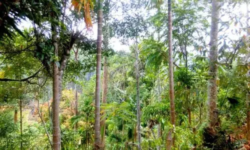 Aroma Heaven Homestay