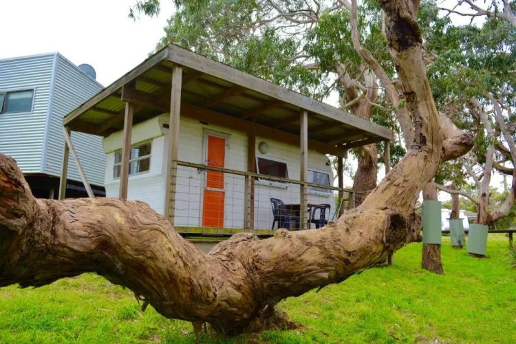 Bimbi Park - Camping Under Koala