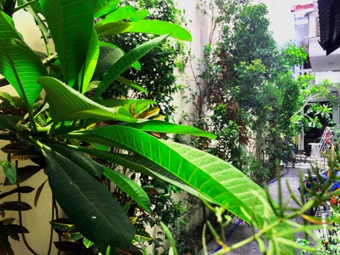 Standard Double room with garden view